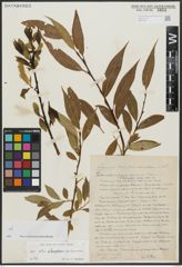Foto von Salix alba L. x Salix pentandra L.